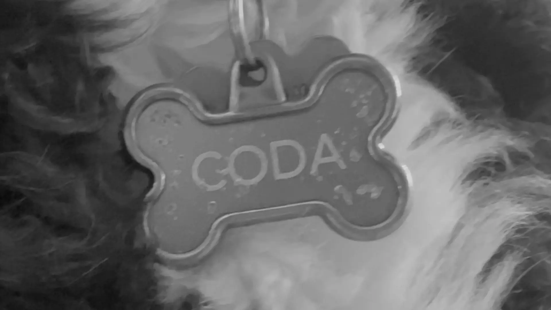 Coda — the dog tag